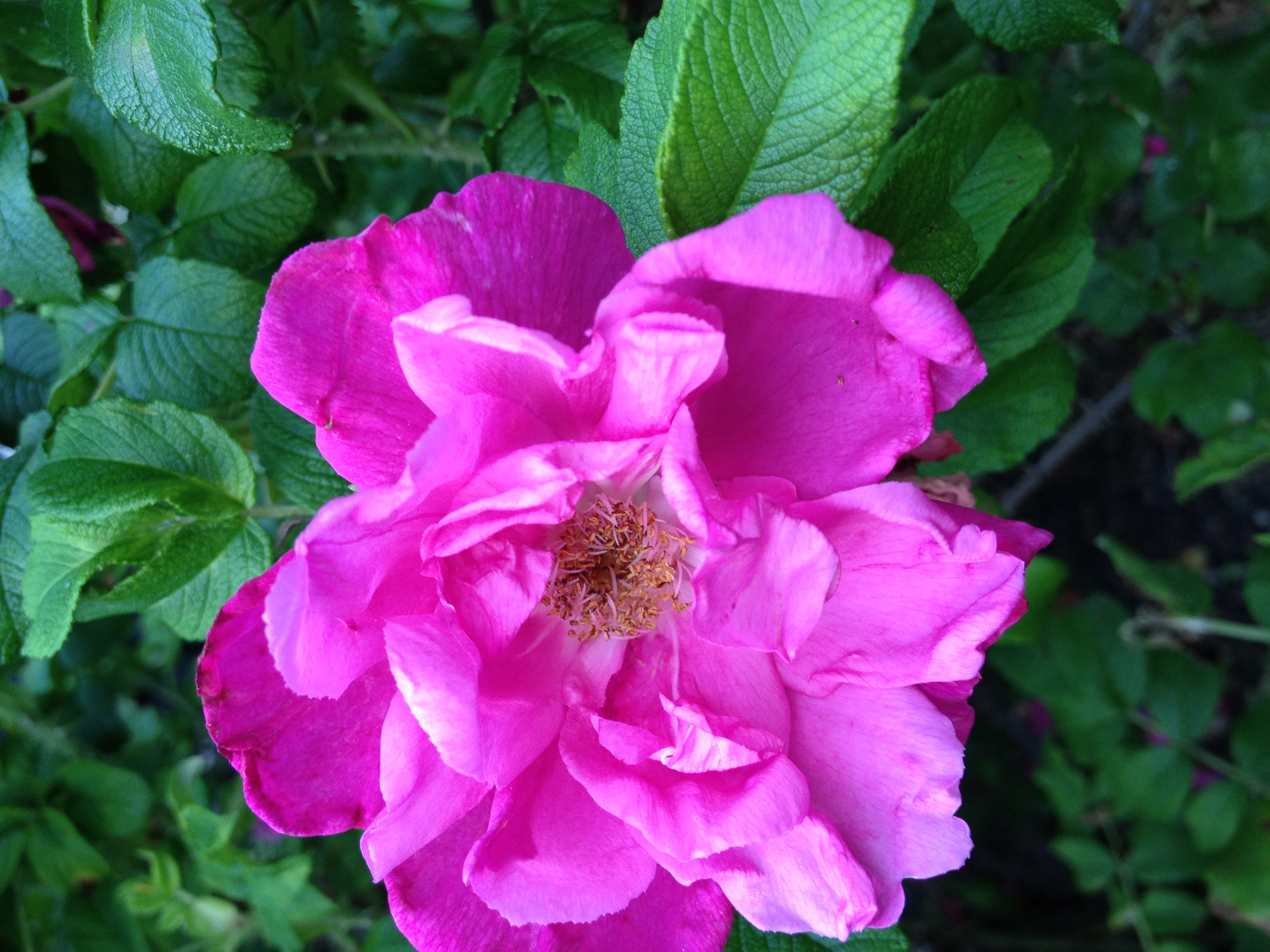 Rosa 