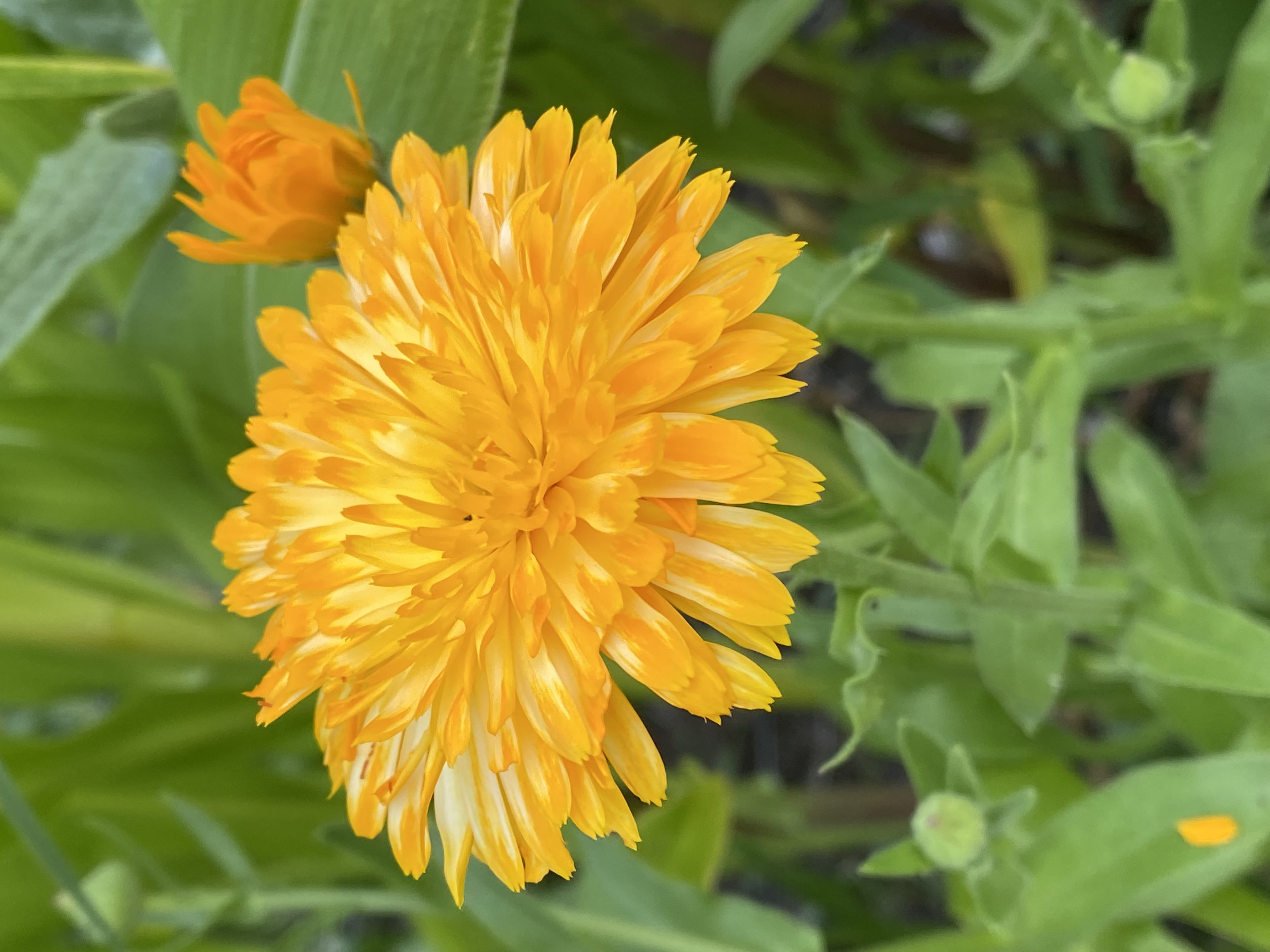 calendula