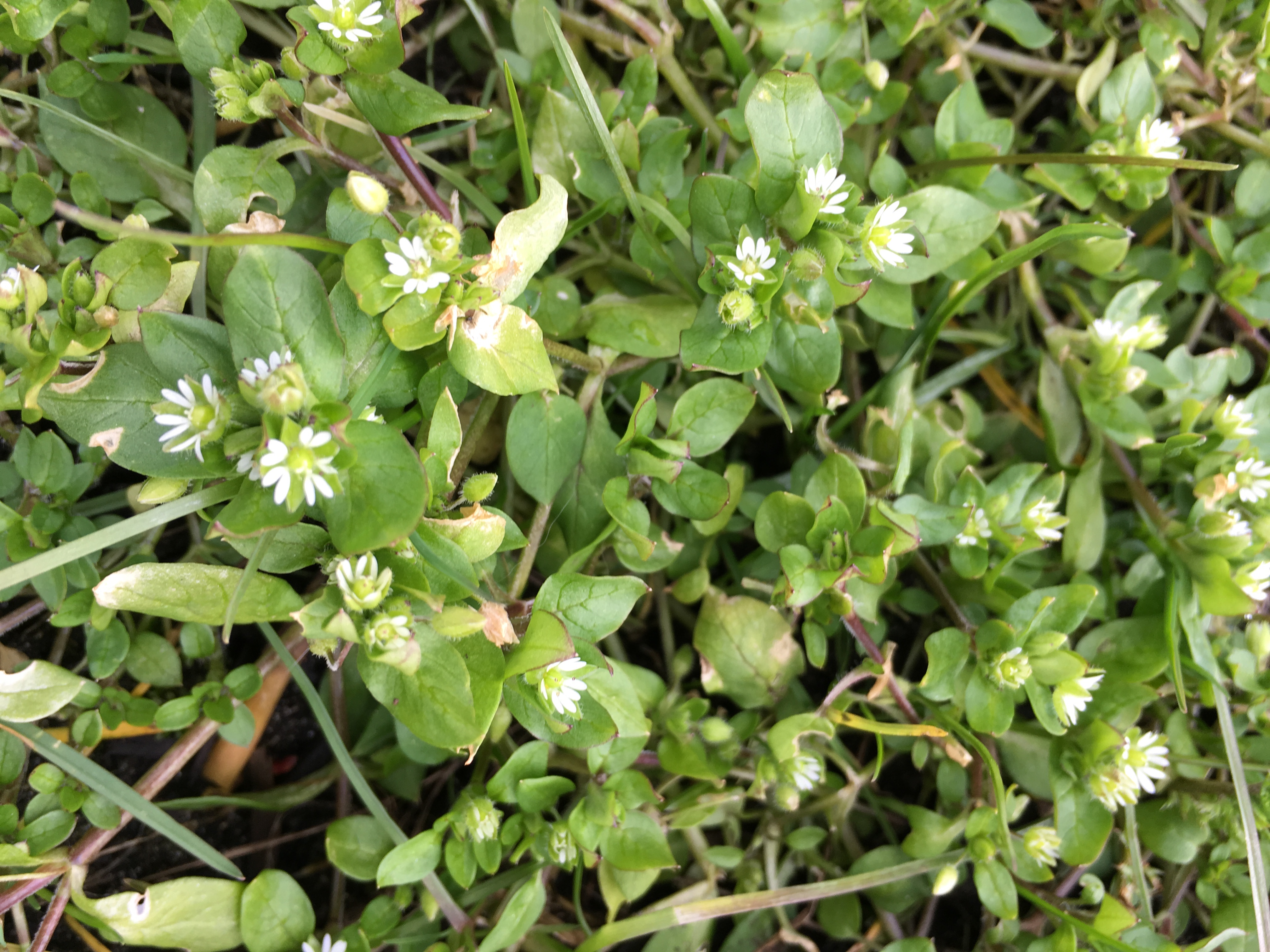 Chickweed, Stellaria media