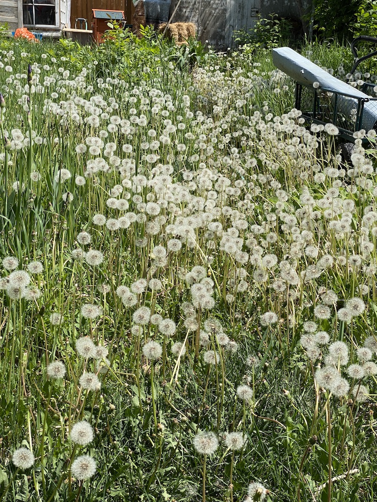 dandelion seeds
