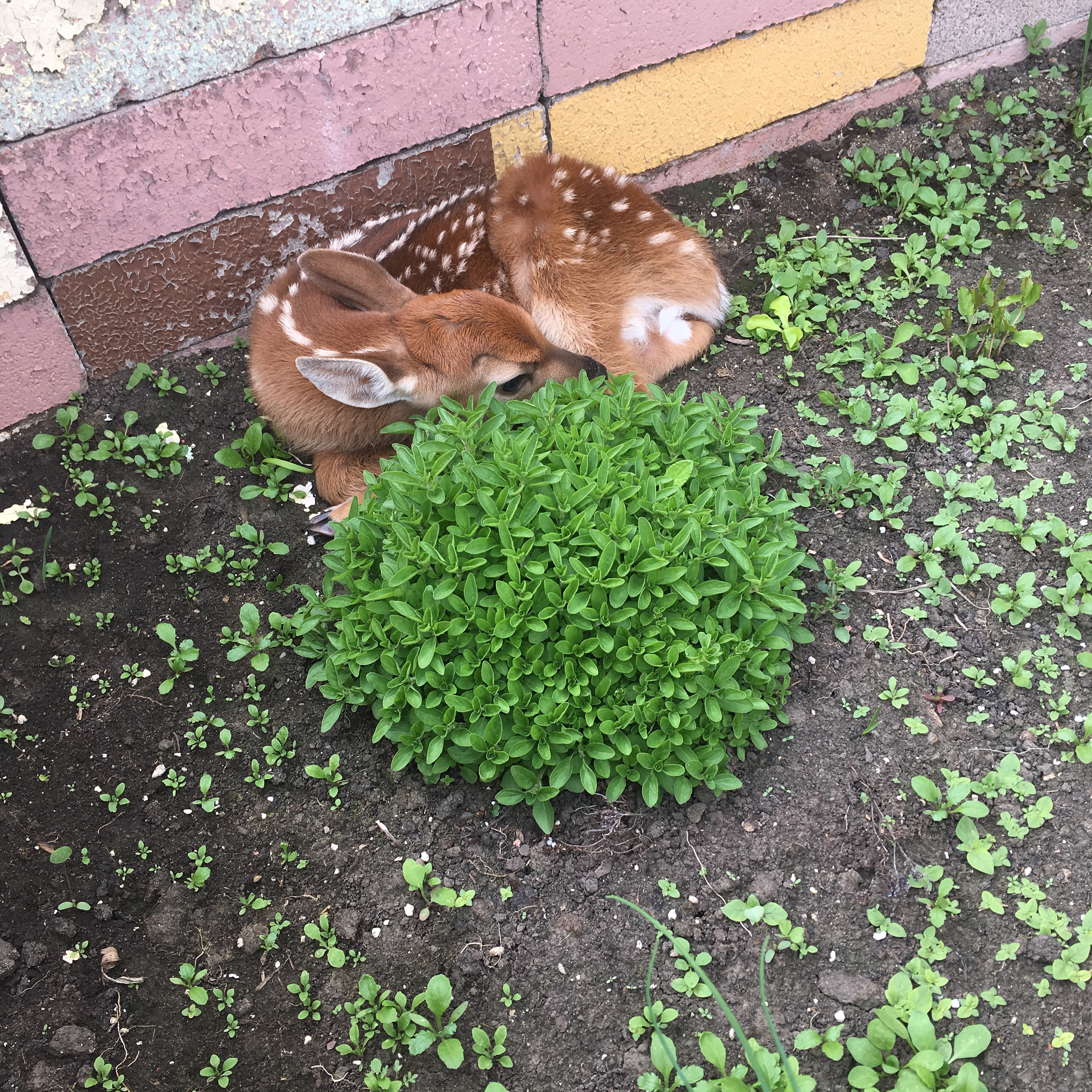 deeroregano deeroregano