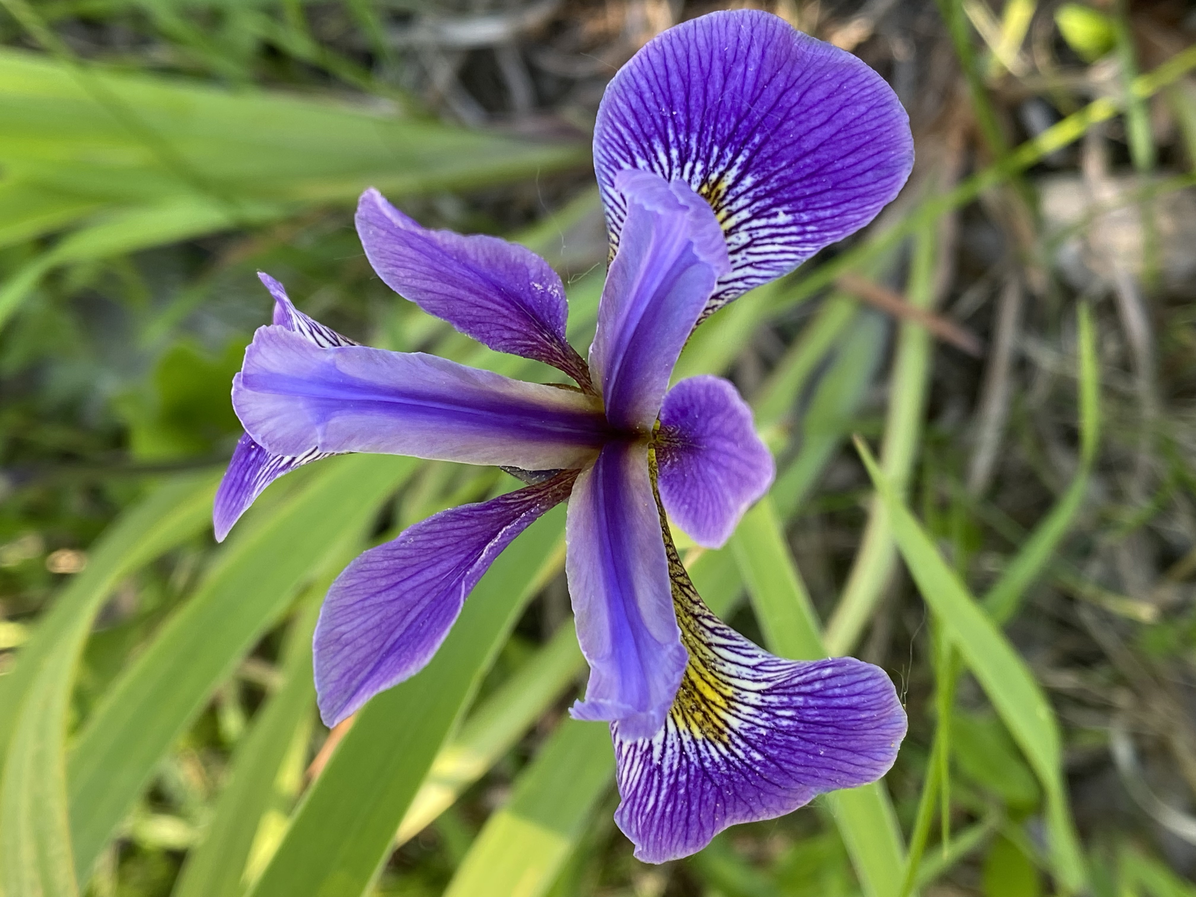 iris